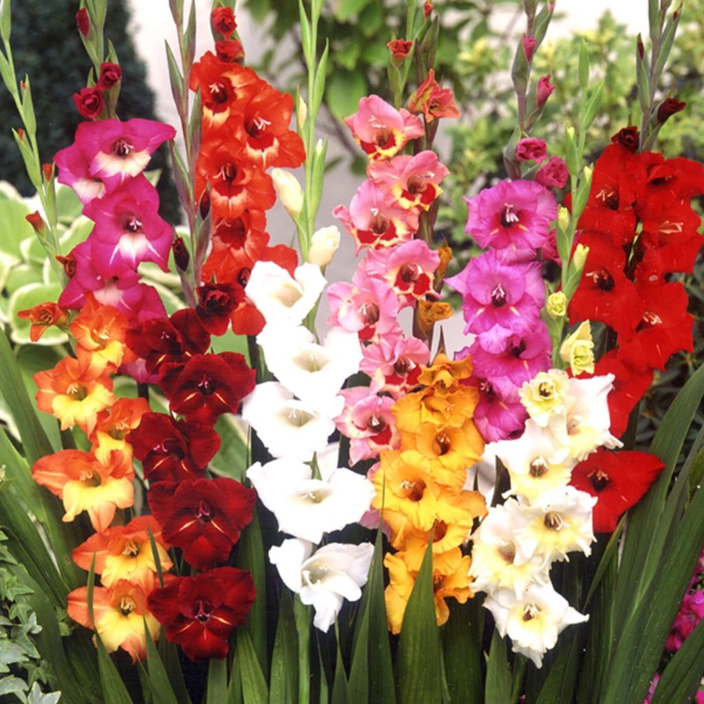 Gladiolus Border Mix EuroBlooms