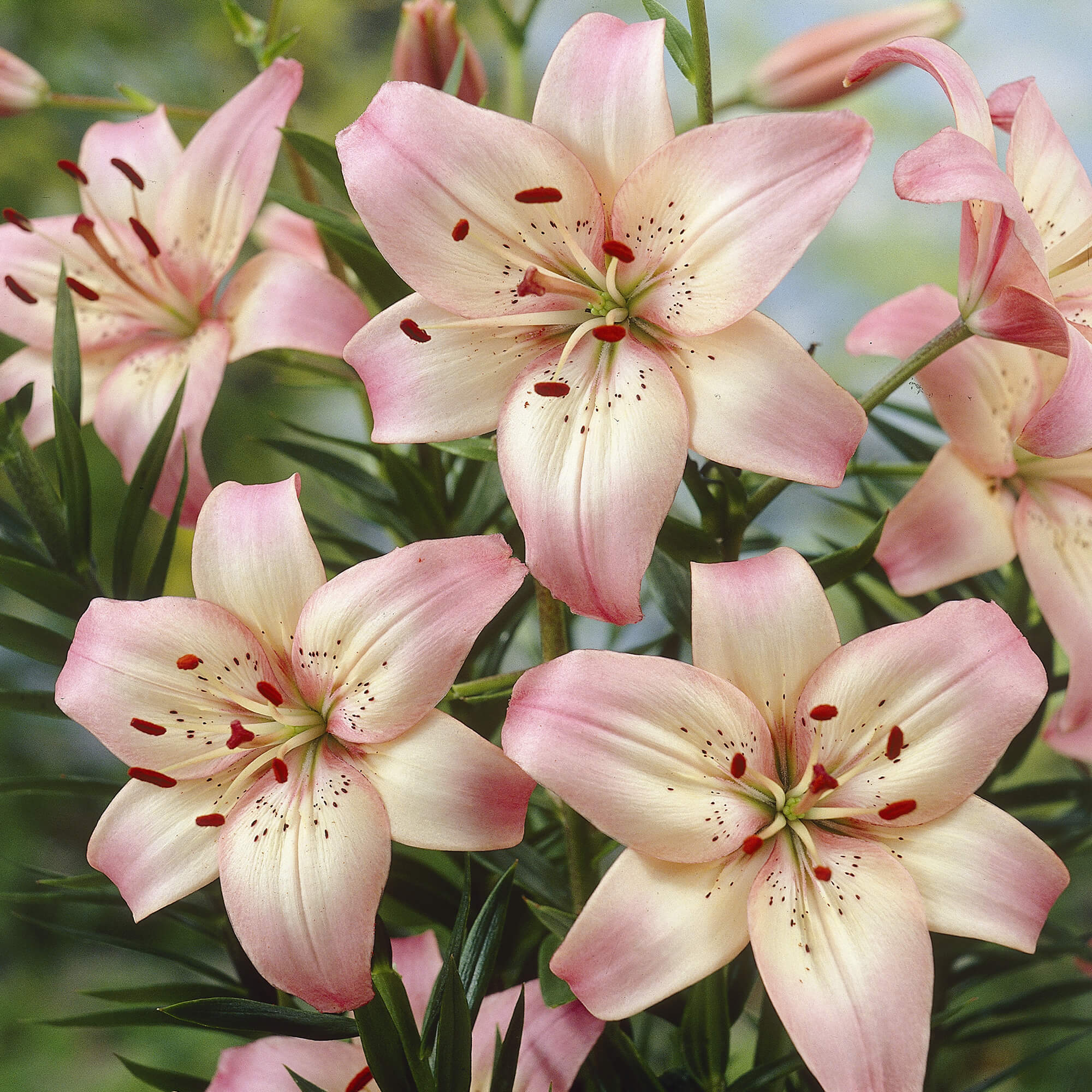 Lily Asiatic Stainless Steel 6 Flower Bulbs EuroBlooms