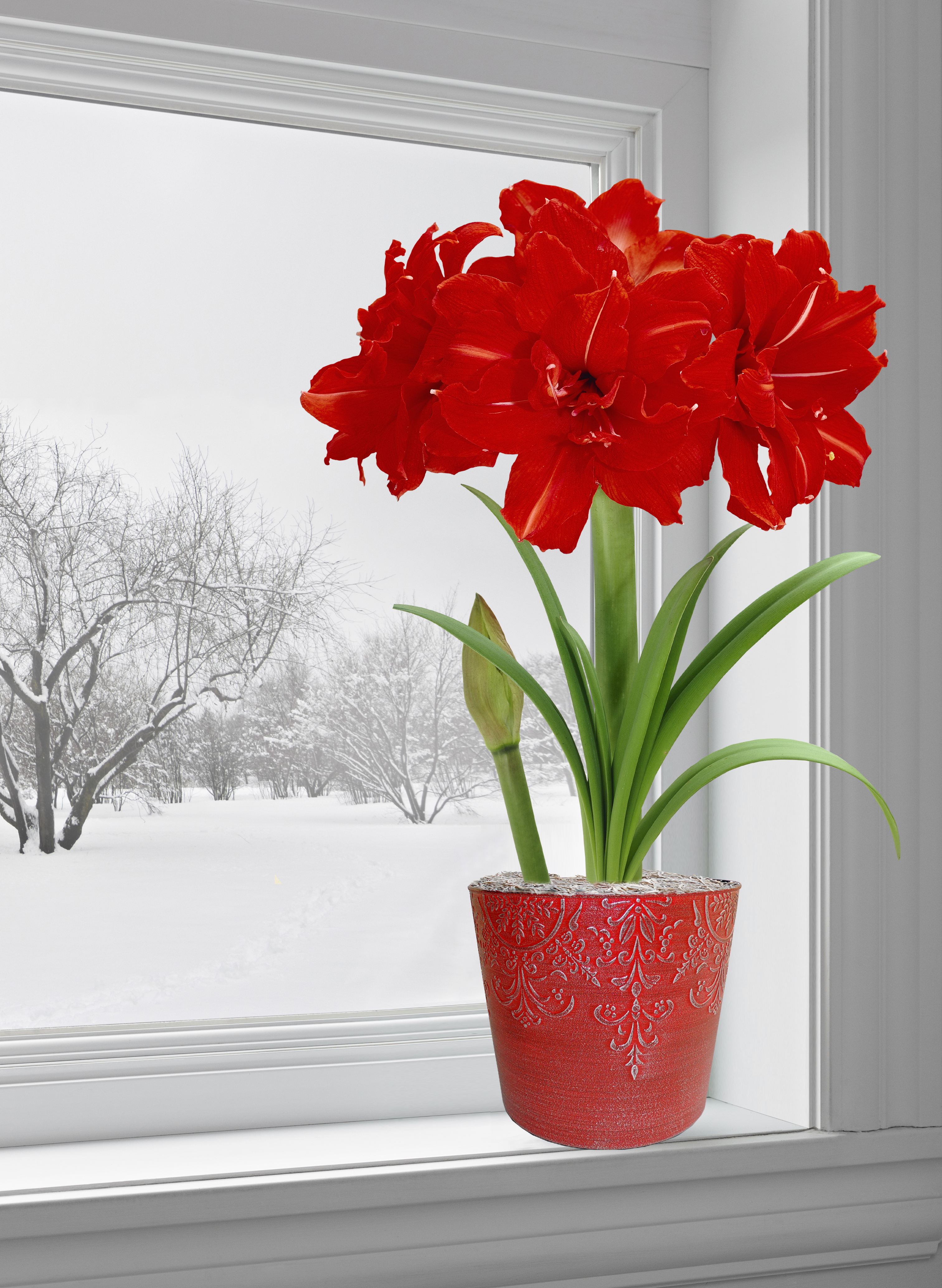 how to winter an amaryllis bulb