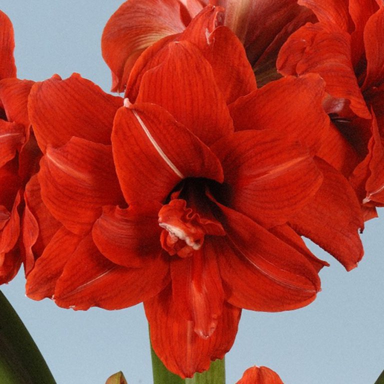 Amaryllis Red Peacock EuroBlooms