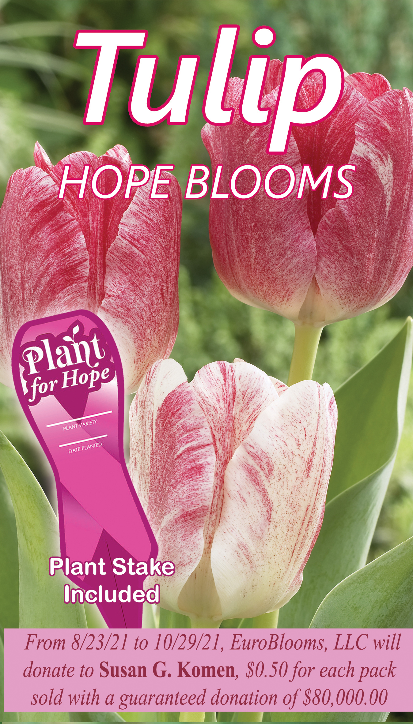 TULIP HOPE BLOOMS – EuroBlooms