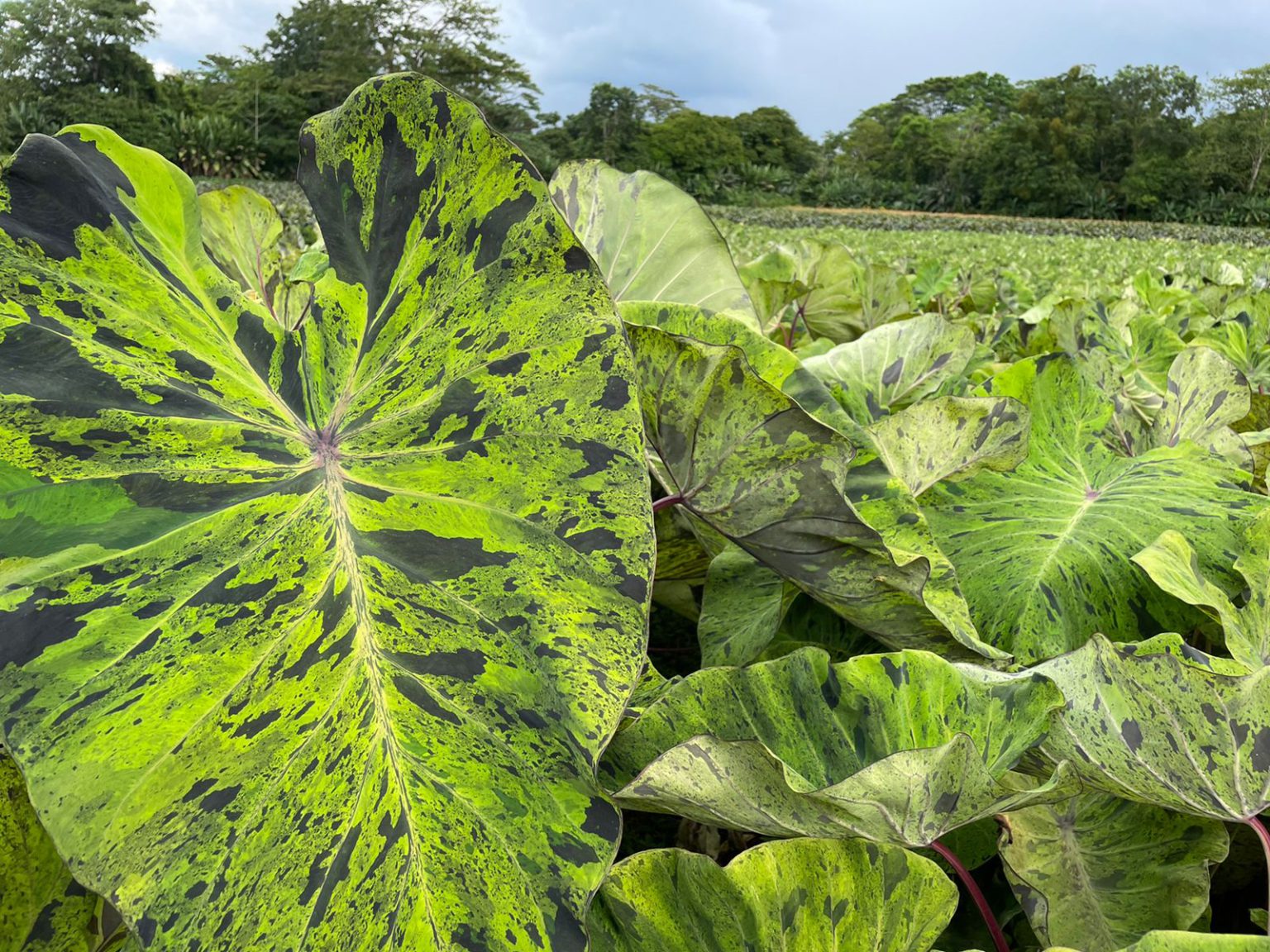 Elephant Ear ‘Mojito’ EuroBlooms