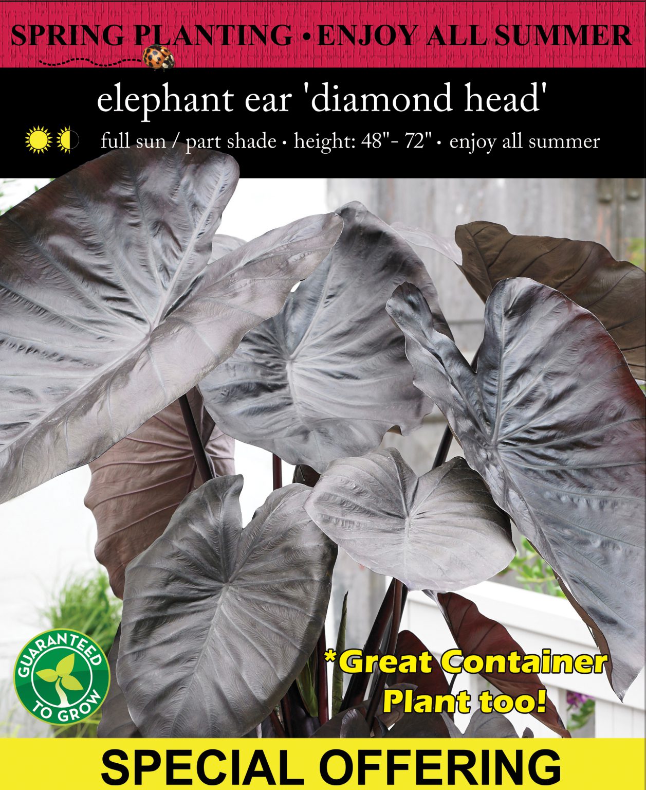 Elephant Ear ‘Diamond Head’ EuroBlooms